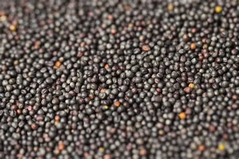 Canola Seeds